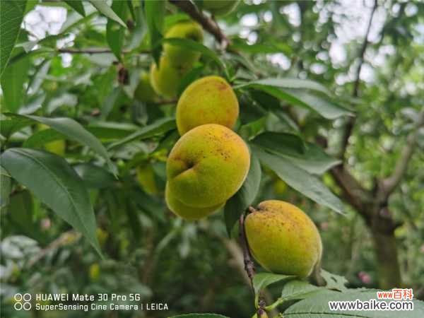 桃树叶子发黄怎么办