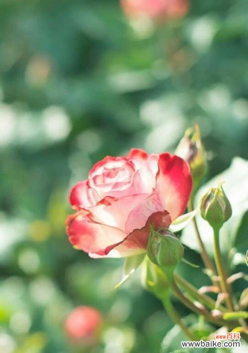 代表希望和未来的花是什么?如何用它来表达未来的希望?