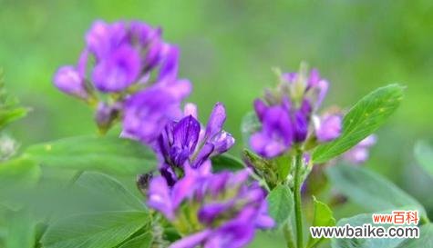 代表希望和未来的花是什么?如何用它来表达未来的希望?