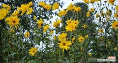 夏天有哪些代表性植物花卉？它们各自有什么特点？