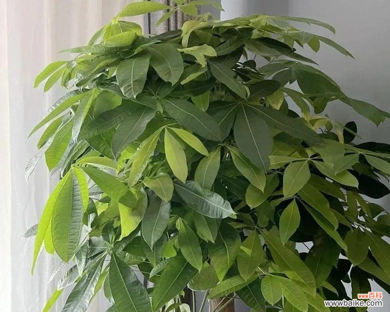 代表守护的植物有哪些？它们各自有何寓意？