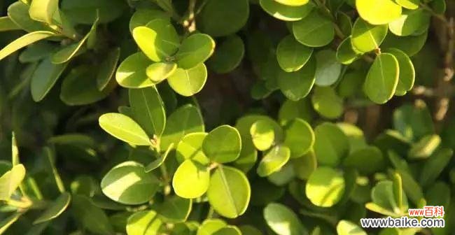 代表守护的植物有哪些？它们各自有何寓意？