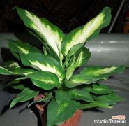 代表顺利的植物有哪些？它们各自有什么寓意？