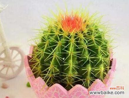 代表顺利的植物有哪些？它们各自有什么寓意？