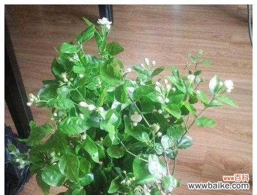 代表顺利的植物有哪些？它们各自有什么寓意？