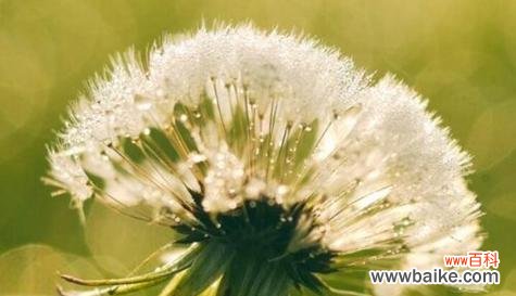 代表思念的植物有哪些？它们各自象征着什么？