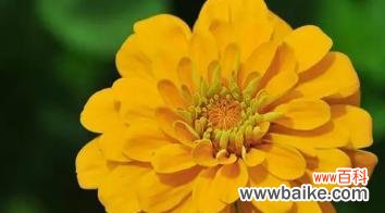 代表狮子座的花是什么?狮子座的花卉象征有哪些?