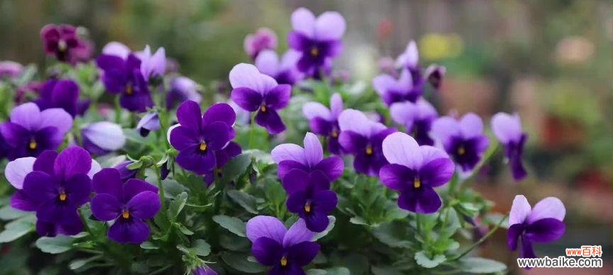 代表狮子座的花是什么?狮子座的花卉象征有哪些?