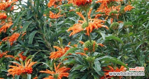 代表狮子座的花是什么?狮子座的花卉象征有哪些?