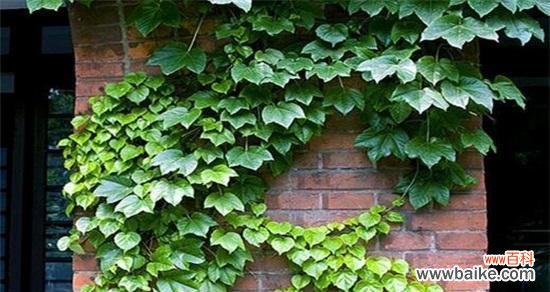 代表四季的植物有哪些?它们各自的特点是什么?