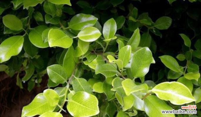 代表四季的植物有哪些?它们各自的特点是什么?