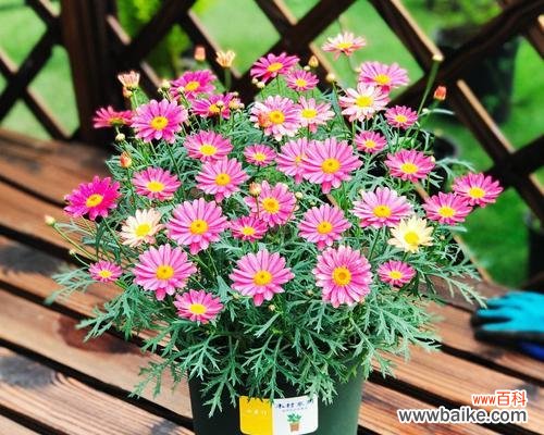 四季花卉有哪些?如何根据季节选择合适的花卉?