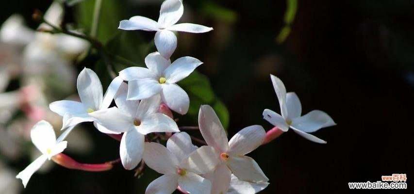 代表温暖善良的花有哪些?这些花的含义是什么?