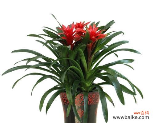 代表喜庆的植物有哪些?如何选择合适的喜庆植物?