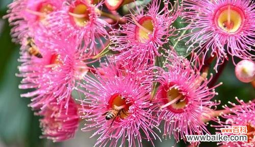 夏天有哪些植物代表这个季节？它们的特点是什么？