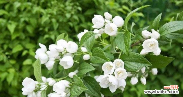 夏天有哪些植物代表这个季节？它们的特点是什么？
