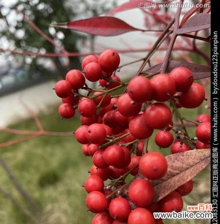 代表相思的植物有哪些?它们各自有什么含义?
