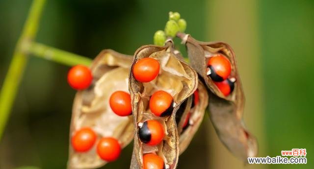 代表相思的植物有哪些?它们各自有什么含义?