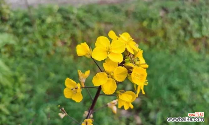 代表向死而生的花是什么意思？如何正确理解其含义？