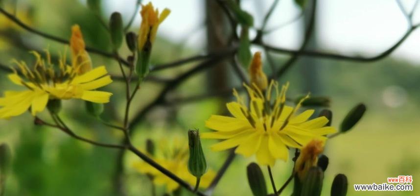 代表向死而生的花是什么意思？如何正确理解其含义？