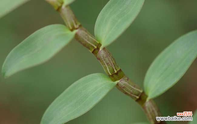 石斛咬不动咋吃 铁皮石斛怎么吃最好？