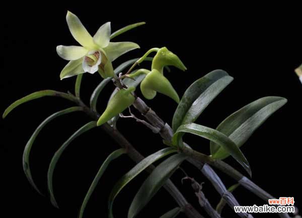 石斛咬不动咋吃 铁皮石斛怎么吃最好？