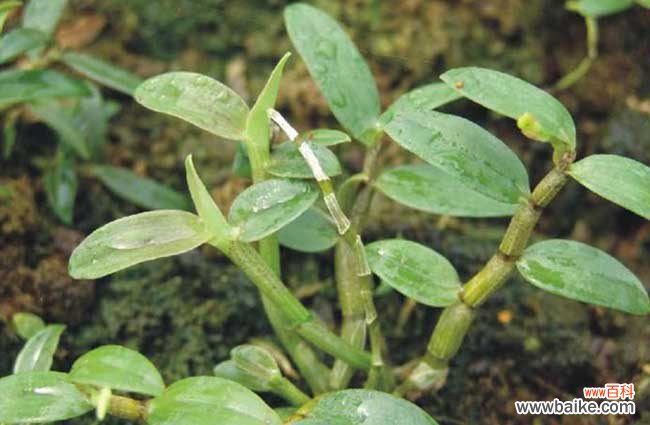 石斛咬不动咋吃 铁皮石斛怎么吃最好？