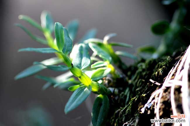 石斛咬不动咋吃 铁皮石斛怎么吃最好？