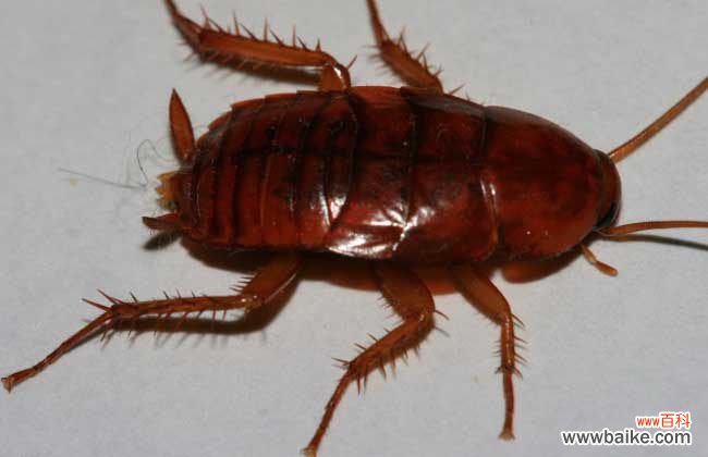 蟑螂爬过的地方有毒吗 蟑螂咬人后有毒吗?