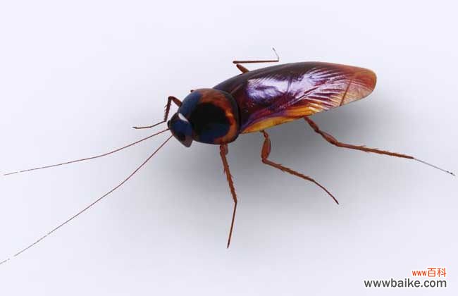 蟑螂爬过的地方有毒吗 蟑螂咬人后有毒吗?