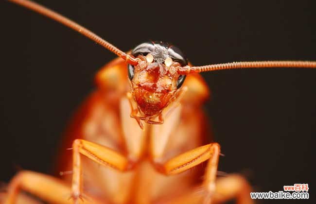 蟑螂爬过的地方有毒吗 蟑螂咬人后有毒吗?