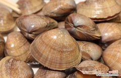 河蚌为什么没人吃 河蚌能吃吗？