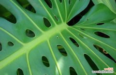 龟背竹在北方的室内能养吗 龟背竹能养在室内吗？