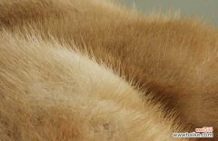 怎么鉴别水貂好不好 水貂皮的鉴别和保养方法