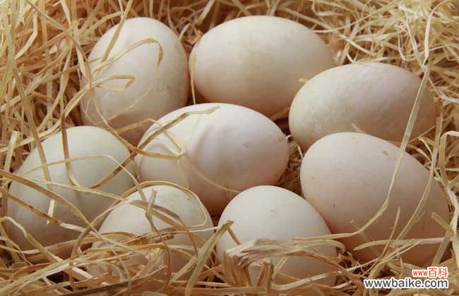 鹌鹑蛋和鸡蛋哪个营养高
