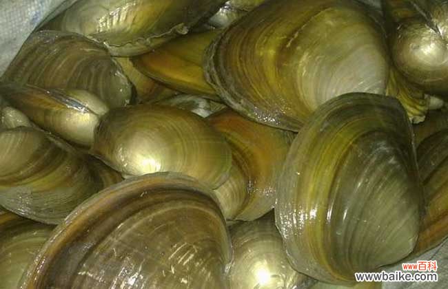 毒杀河蚌的药 河蚌怎么杀最好