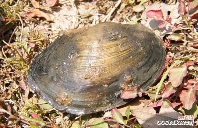 毒杀河蚌的药 河蚌怎么杀最好