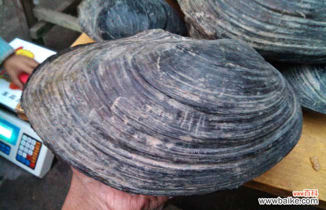 毒杀河蚌的药 河蚌怎么杀最好