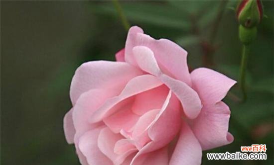 用花语传递心意,探究花海中的爱意与浪漫 花开时节,最唯美的花语