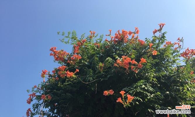 探寻凌霄花的花语和文化内涵 寓意深远的凌霄花