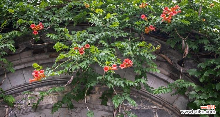 探寻凌霄花的花语和文化内涵 寓意深远的凌霄花