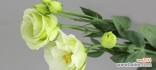 探索洋桔梗的花语与文化内涵 洋桔梗的寓意与象征意义