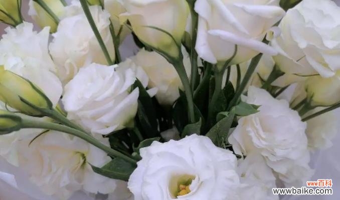 探索洋桔梗的花语与文化内涵 洋桔梗的寓意与象征意义