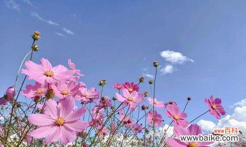 探寻藏民文化的代表花——格桑花的象征意义 格桑花的花语与寓意