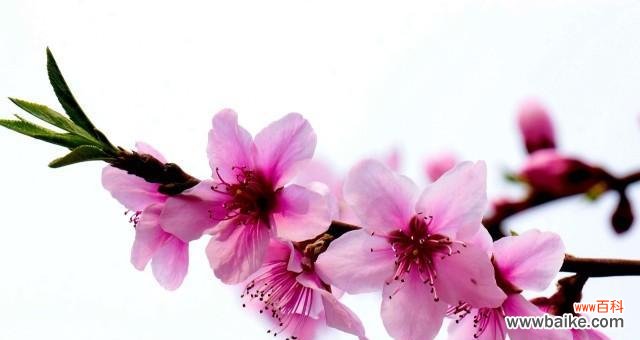 揭秘桃花的深层含义 桃花花语