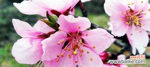 揭秘桃花的深层含义 桃花花语