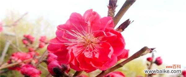 揭秘桃花的深层含义 桃花花语