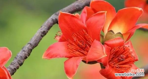 传递着热情与坚韧的自然力量 木棉花花语与寓意