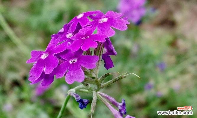 赏花之余，了解花语 美人樱的花语