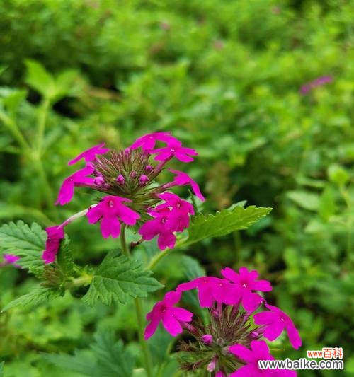 赏花之余，了解花语 美人樱的花语